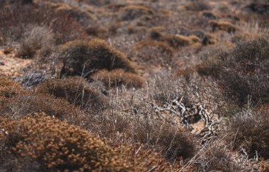 Yunanistan 'ın Girit adasında fundalıklı Akdeniz bitkilerine sahip bir tür macchia manzarası
