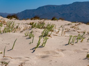 Akdeniz kıyısındaki kumlu bir yerdeki bireysel öncü bitkiler