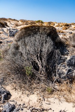 Girit adasında yetişen Akdeniz kekiğinin ayrıntıları