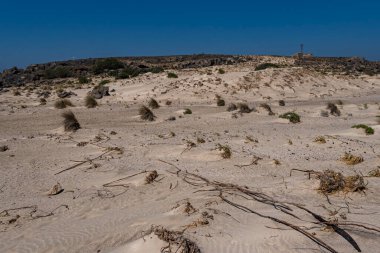 Akdeniz kıyısındaki kumlu bir yerdeki bireysel öncü bitkiler