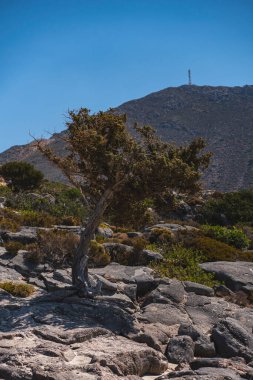 Girit adasının dağlık arazisi Girit adasındaki kayalarla çevrili tek selvi ağaçları ile çevrili.