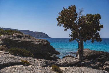 Girit adasının dağlık manzarası. Girit adasındaki Kedrodasos Sahili 'nde kayalarla çevrili tek bir selvi ağacı büyüyor.