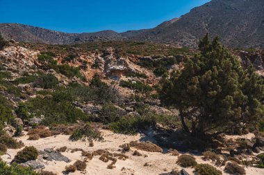 Girit adasının dağlık arazisi Girit adasındaki kayalarla çevrili tek selvi ağaçları ile çevrili.
