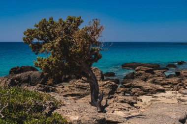 Girit adasının dağlık manzarası. Girit adasındaki Kedrodasos Sahili 'nde kayalarla çevrili tek bir selvi ağacı büyüyor.