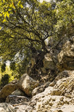 Yaz mevsiminde Topolia Vadisi 'ndeki boş bir nehir vadisinin dibinde büyüyen ağaçlar.