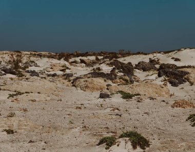 Akdeniz kıyısındaki kumlu bir yerdeki bireysel öncü bitkiler