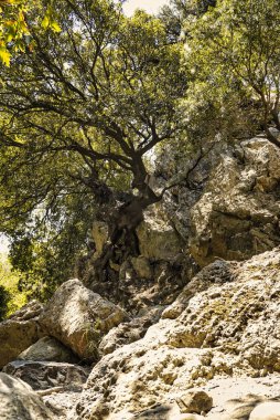 Yaz mevsiminde Topolia Vadisi 'ndeki boş bir nehir vadisinin dibinde büyüyen ağaçlar.