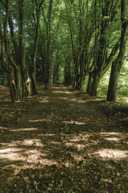 Eski bir malikane parkındaki eski bir Hornbeam Bulvarı 'ndan geçen toprak bir yol.