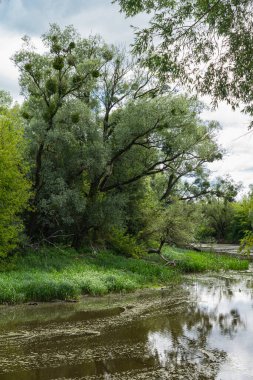 Ağaçlarla kaplı bir manzara. Vahşi gölün kıyılarında yetişiyor.