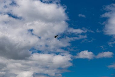 Leylekler mavi gökyüzünde beyaz bulutlarda uçuyor.