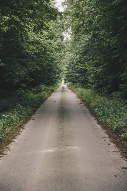 Yeşil bir ormanda dümdüz asfalt yol.