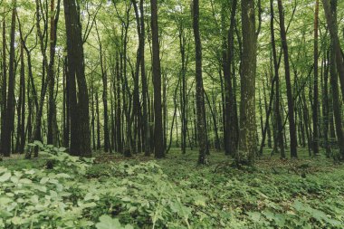 Ilıman bölgenin yaprak döken ormanlarının manzarası