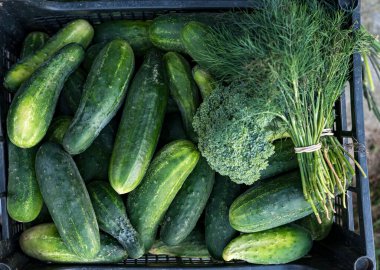 Çok sayıda taze yeşil salatalığın yakın çekimi.