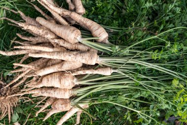 Bir sürü sağlıklı ve organik maydanoz tarladan toplanmış.