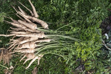Bir sürü sağlıklı ve organik maydanoz tarladan toplanmış.