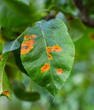 Ardıç ağacının pası, armut pası olarak da bilinir.