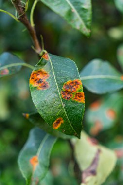 Ardıç ağacının pası, armut pası olarak da bilinir.