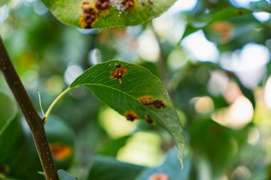 Ardıç ağacının pası, armut pası olarak da bilinir.
