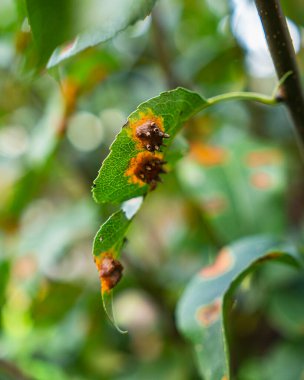 Ardıç ağacının pası, armut pası olarak da bilinir.