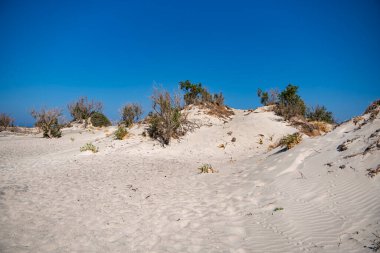 Akdeniz kıyısındaki kumlu bir yerdeki bireysel öncü bitkiler
