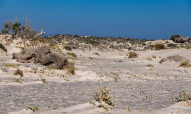 Uzun yapraklı otlar neredeyse Akdeniz kıyısında kumlara gömülüydü. elafonisi plajı yakınlarında.
