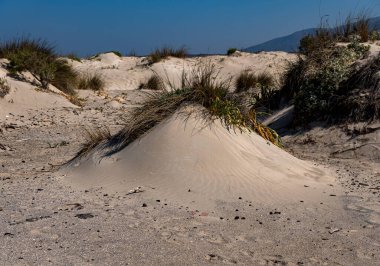 Uzun yapraklı otlar neredeyse Akdeniz kıyısında kumlara gömülüydü. elafonisi plajı yakınlarında.