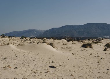 Akdeniz kıyısındaki kumlu bir yerdeki bireysel öncü bitkiler