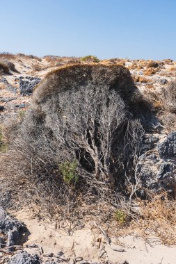 Girit adasında yetişen Akdeniz kekiğinin ayrıntıları