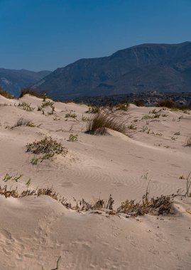 Akdeniz kıyısındaki kumlu bir yerdeki bireysel öncü bitkiler
