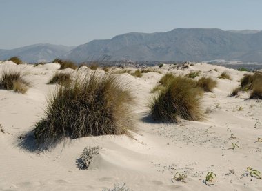 Uzun yapraklı otlar neredeyse Akdeniz kıyısında kumlara gömülüydü. elafonisi plajı yakınlarında.