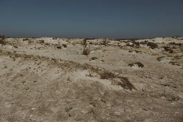 Akdeniz kıyısındaki kumlu bir yerdeki bireysel öncü bitkiler