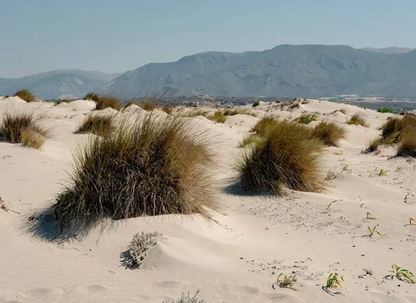 Uzun yapraklı otlar neredeyse Akdeniz kıyısında kumlara gömülüydü. elafonisi plajı yakınlarında.