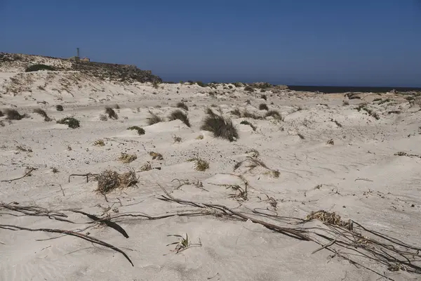 Akdeniz kıyısındaki kumlu bir yerdeki bireysel öncü bitkiler