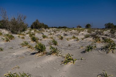 Akdeniz kıyısındaki kumlu bir yerdeki bireysel öncü bitkiler