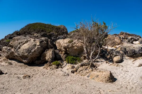 Kurumuş küçük selvi ağaçları kumlu arazide tek taşlı