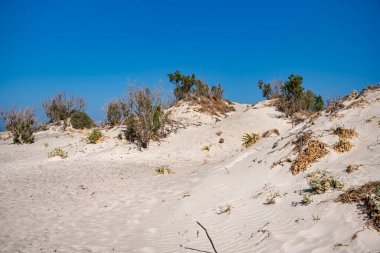 Akdeniz kıyısındaki kumlu bir yerdeki bireysel öncü bitkiler