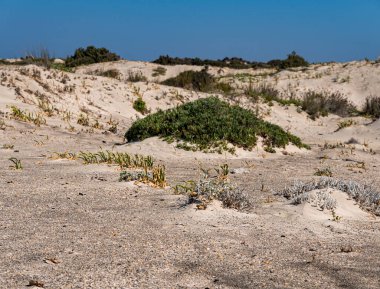 Akdeniz kıyısındaki kumlu bir yerdeki bireysel öncü bitkiler
