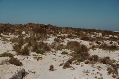 Akdeniz kıyısındaki kumlu bir yerdeki bireysel öncü bitkiler