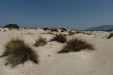 Akdeniz kıyısındaki kumlu bir yerdeki bireysel öncü bitkiler