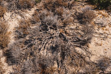 Girit adasında yetişen Akdeniz kekiğinin ayrıntıları