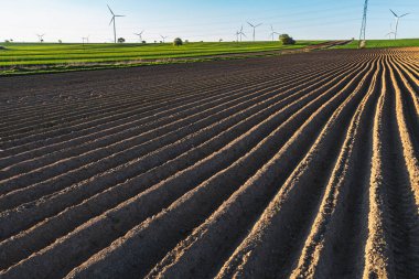 Patateslerin ekildiği tarlada tepeleri olan tarım arazisi.