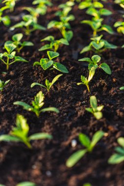 Serada yetişen çeşitli bitkilerden oluşan çok sayıda küçük yeşil tohum.