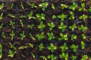 Serada yetişen çeşitli bitkilerden oluşan çok sayıda küçük yeşil tohum.