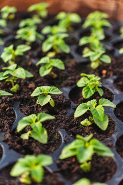 Serada yetişen çeşitli bitkilerden oluşan çok sayıda küçük yeşil tohum.