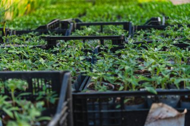 Serada yetişen çeşitli bitkilerden oluşan çok sayıda küçük yeşil tohum.
