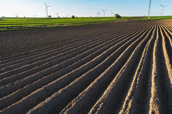 Patateslerin ekildiği tarlada tepeleri olan tarım arazisi.