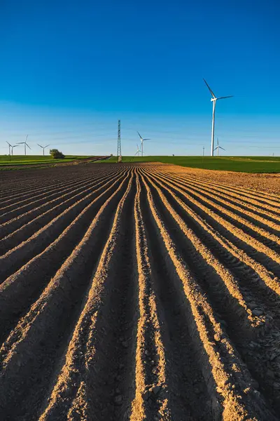 Patateslerin ekildiği tarlada tepeleri olan tarım arazisi.