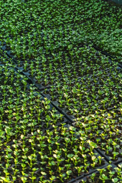 Serada yetişen çeşitli bitkilerden oluşan çok sayıda küçük yeşil tohum.