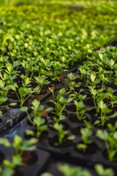 Serada yetişen çeşitli bitkilerden oluşan çok sayıda küçük yeşil tohum.