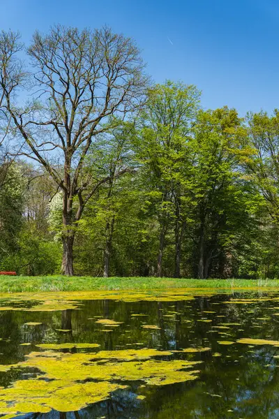 Baharın başında göl kıyısındaki ağaçlar henüz yapraklarla kaplı değil.